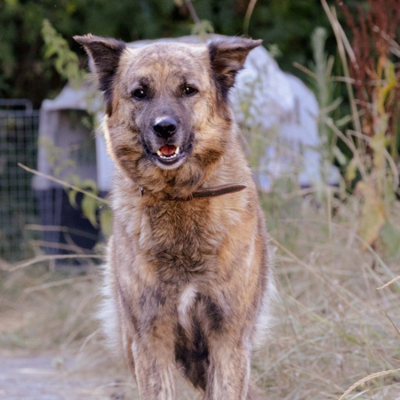 Lokum - Chien Berger à adopter