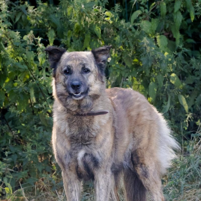 Lokum - Chien Berger à adopter - photo 2