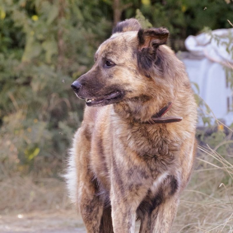 Lokum - Chien Berger à adopter - photo 3