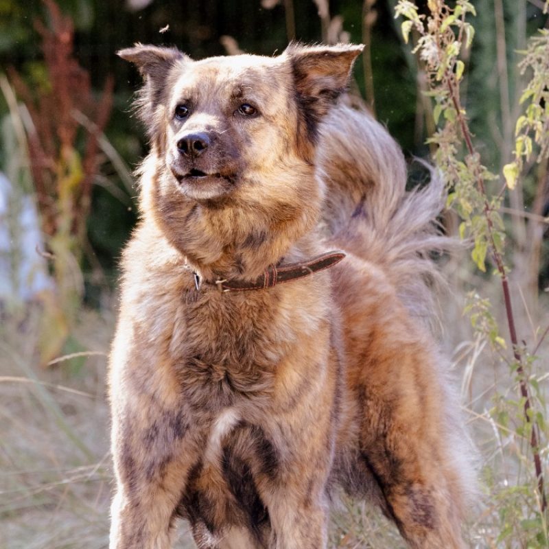 Lokum - Chien Berger à adopter - photo 4