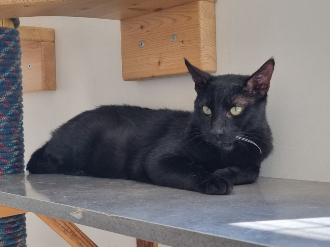 Photo de Anubis