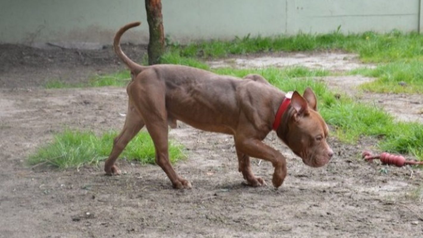 Pepito - Chien à adopter - photo 2