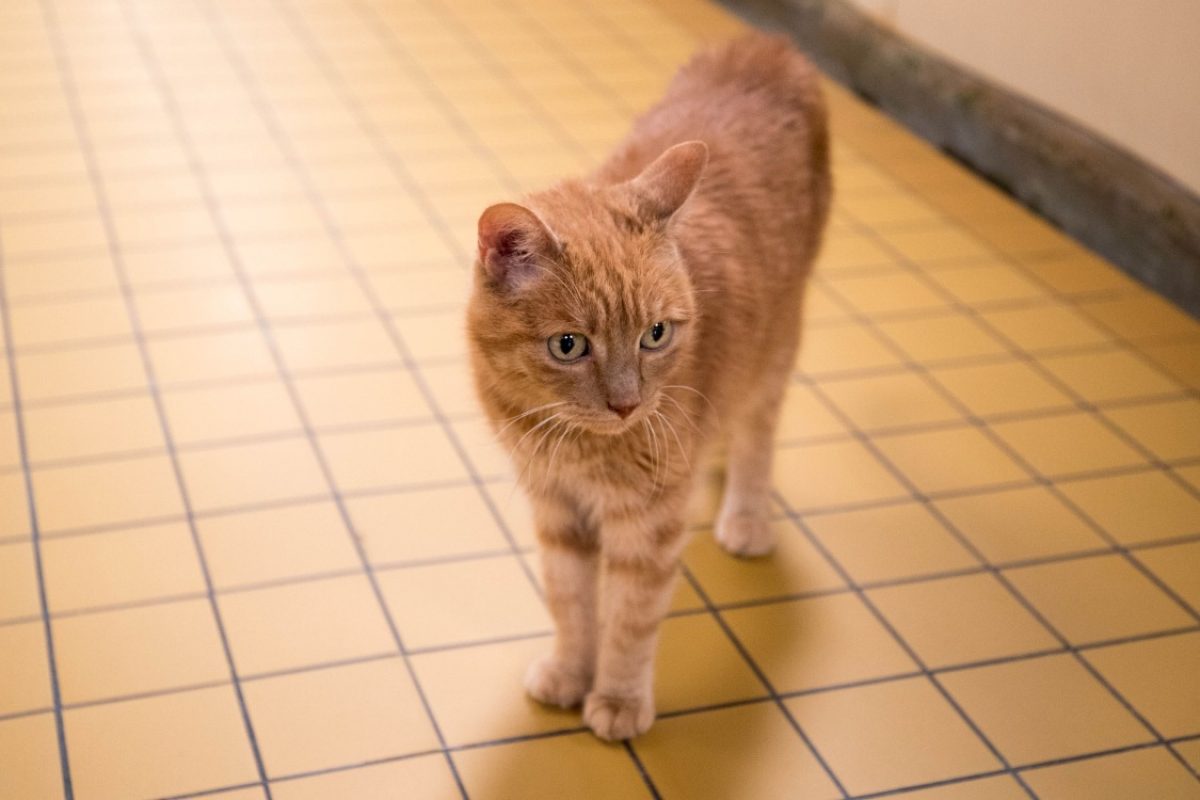 Mila - Chat Européen à adopter