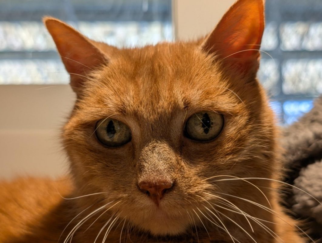 Mila - Chat Européen à adopter - photo 6