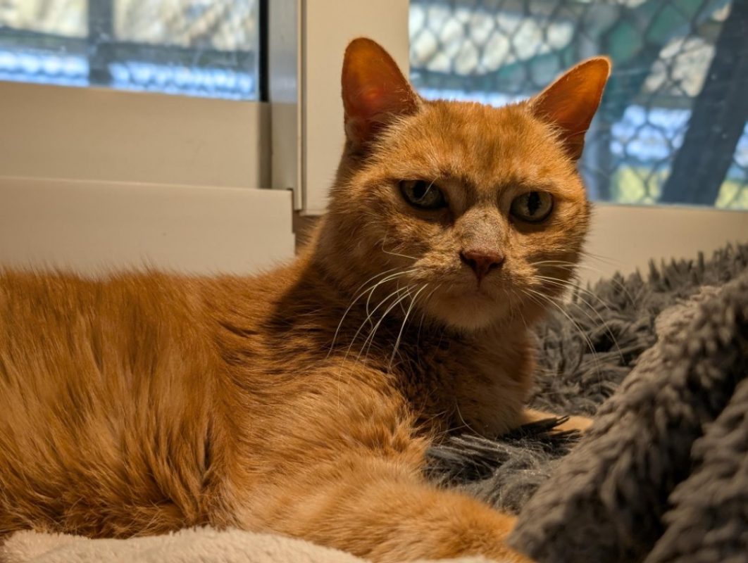 Mila - Chat Européen à adopter - photo 8