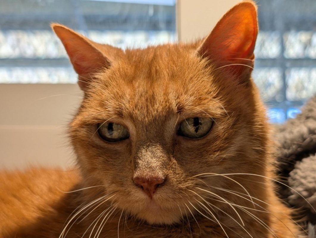 Mila - Chat Européen à adopter - photo 11