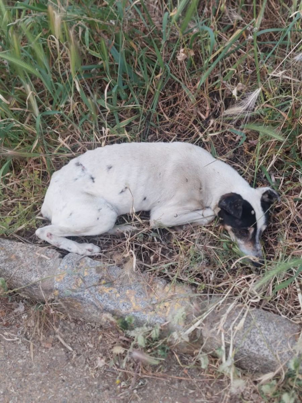 Photo #3 de ARCHIE