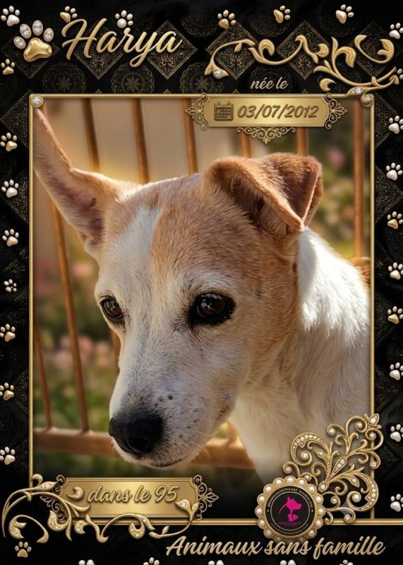 Harya - Chien Jack-Russell-Terrier à adopter