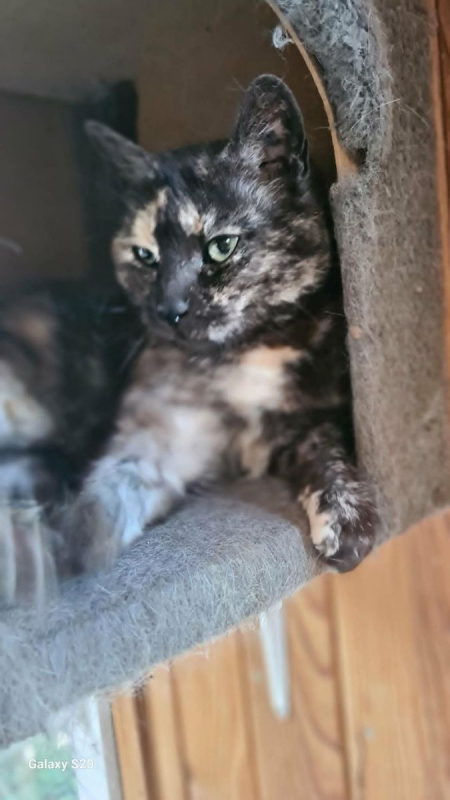 Photo de MISTY