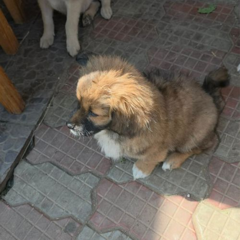 Photo #3 de LIA