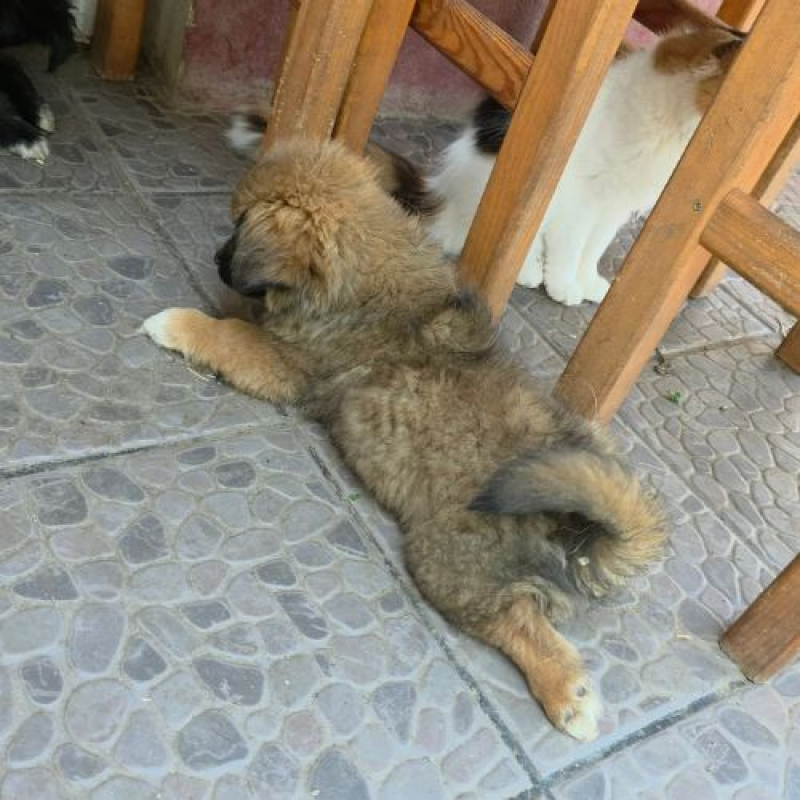 Photo #2 de LIA