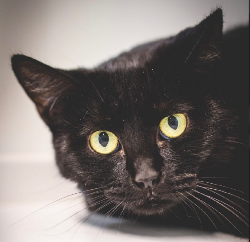 éleste - Chat Européen à adopter
