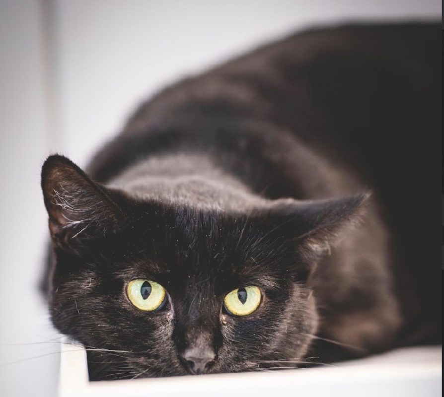 éleste - Chat Européen à adopter - photo 2