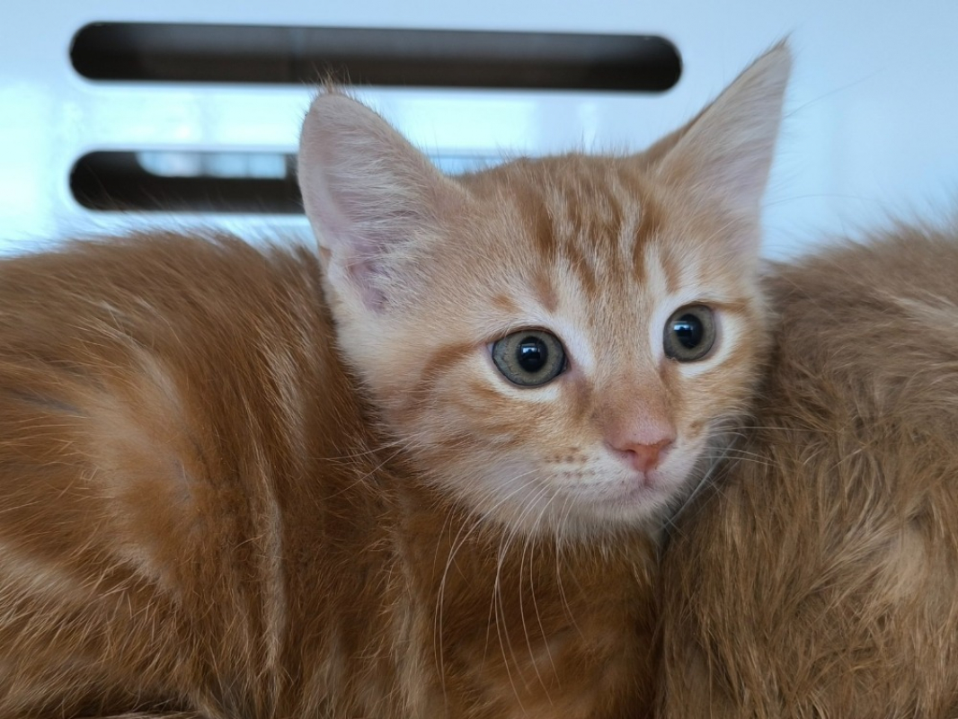 Photo de Ares