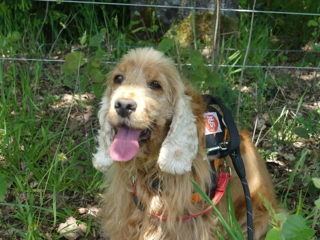 Photo #1 de Ollie