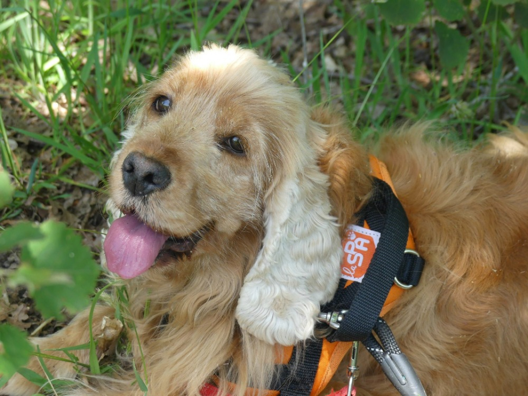 Photo #3 de Ollie