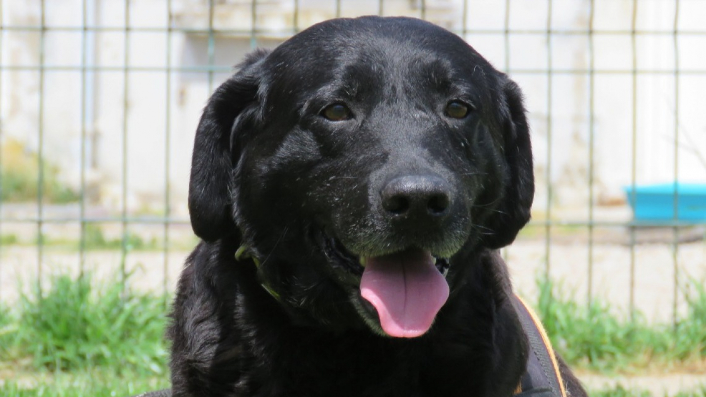 Photo #1 de Otis