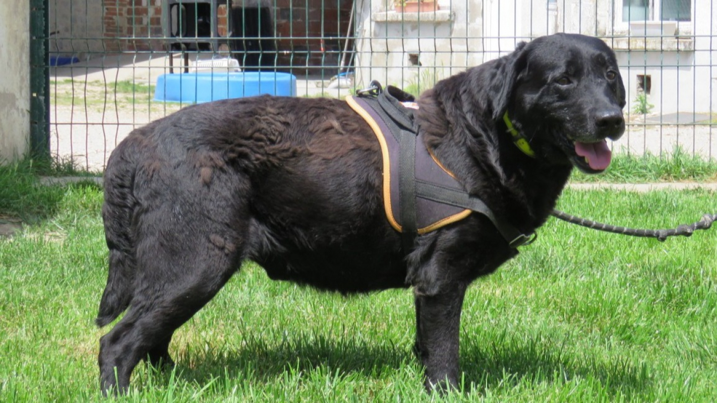 Photo #2 de Otis
