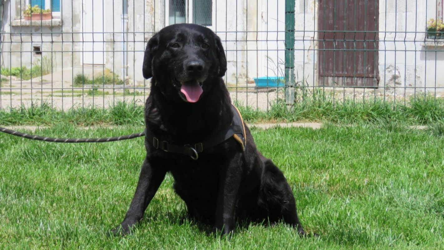 Photo #3 de Otis