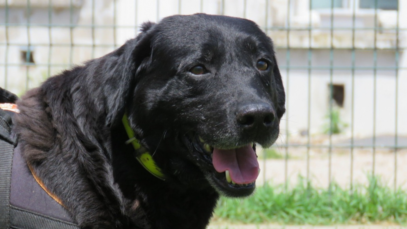 Photo #4 de Otis