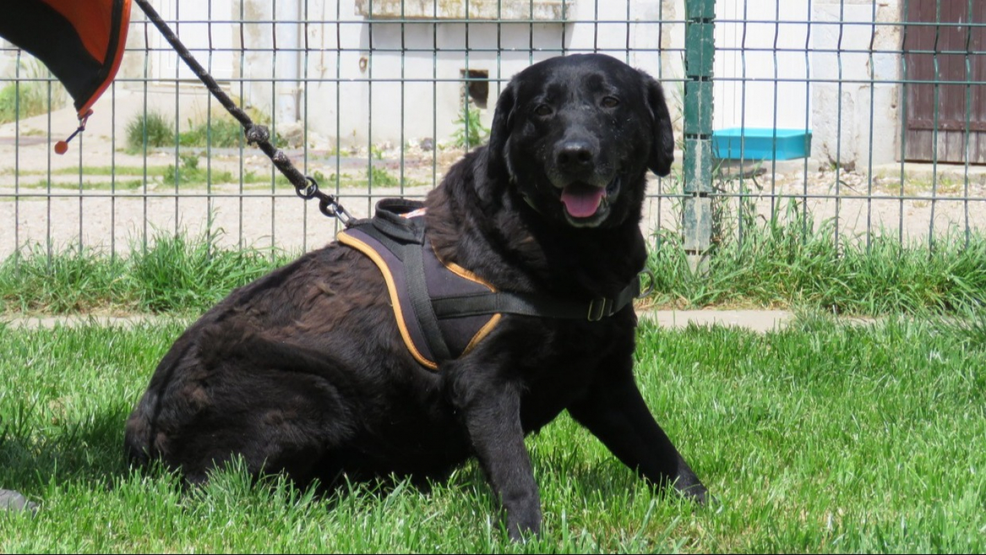 Photo #6 de Otis