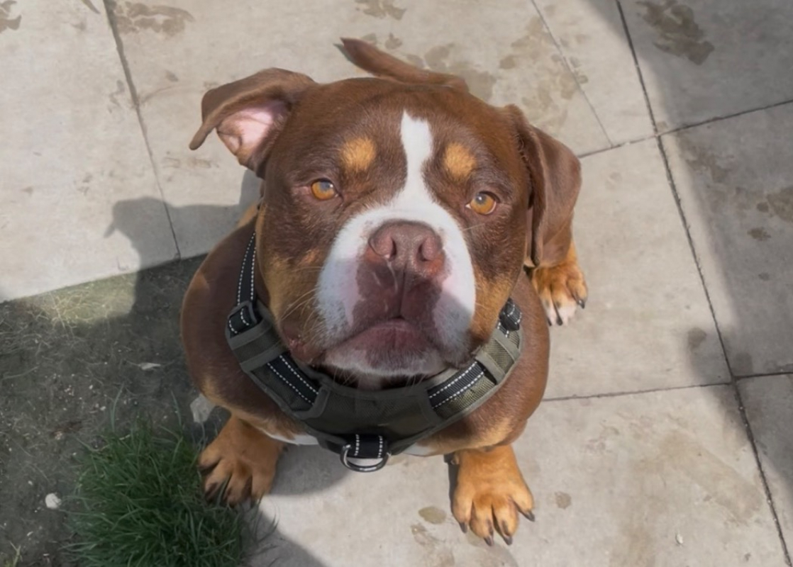 Photo de Choco