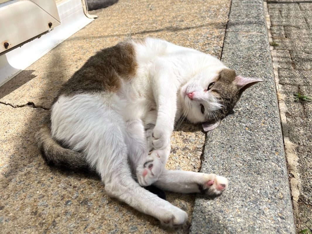Engie - Chat Européen à adopter