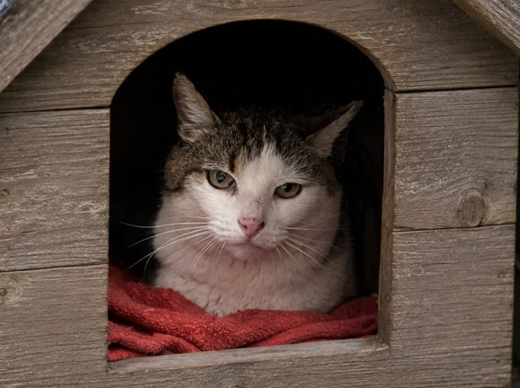 Engie - Chat Européen à adopter - photo 2