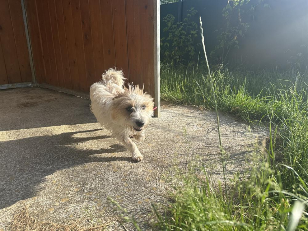 Photo #2 de Achille