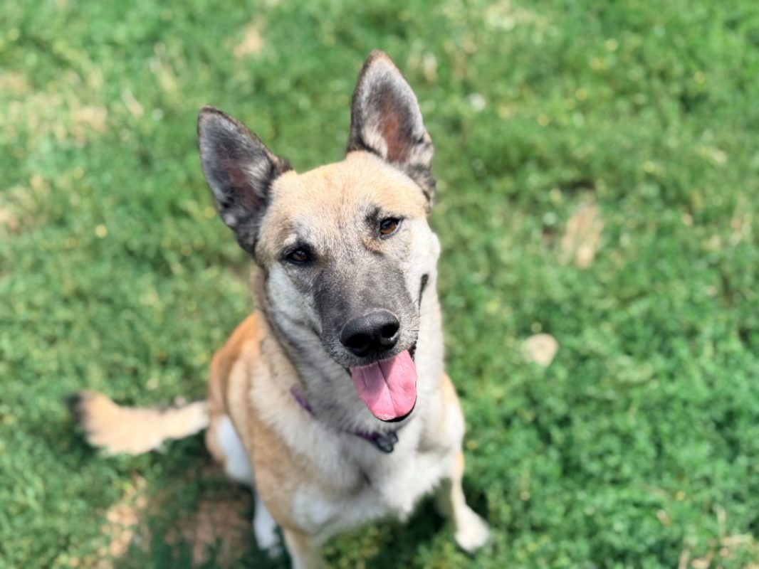 Ulysse - Chien à adopter - photo 3