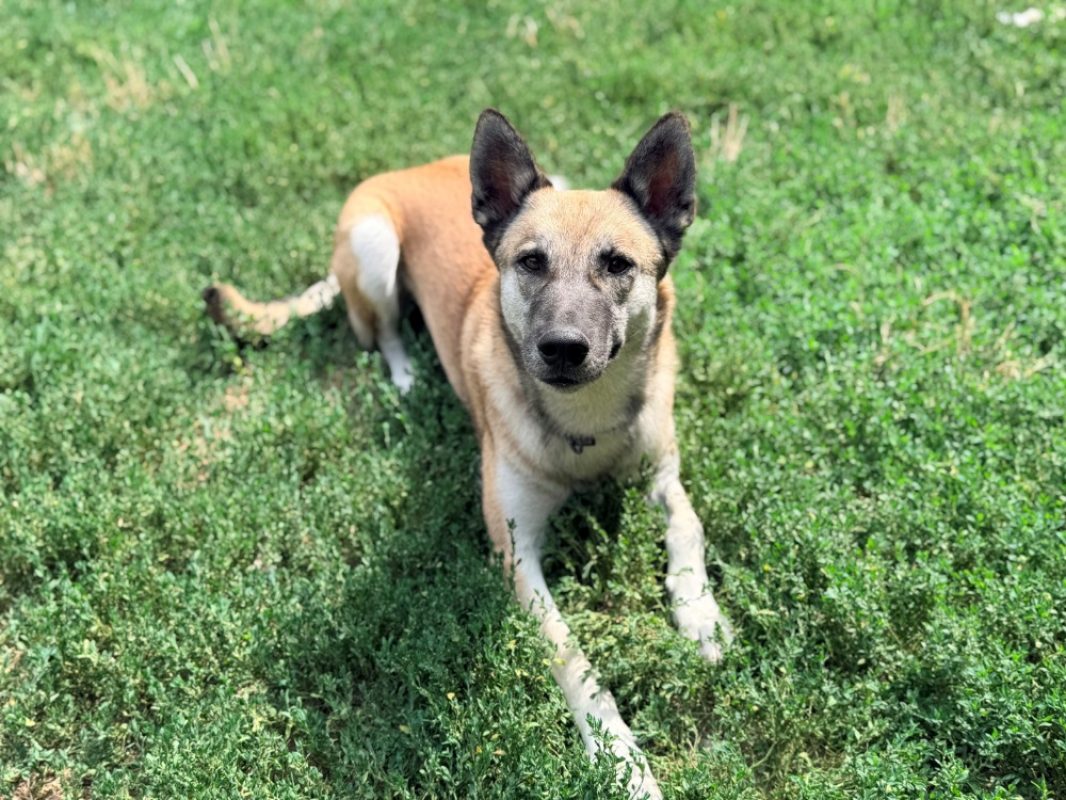 Ulysse - Chien à adopter - photo 4