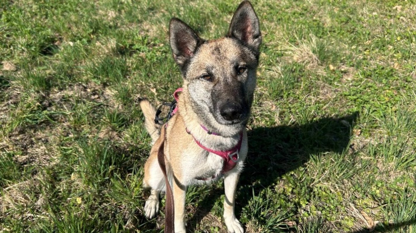 Ulysse - Chien à adopter - photo 5