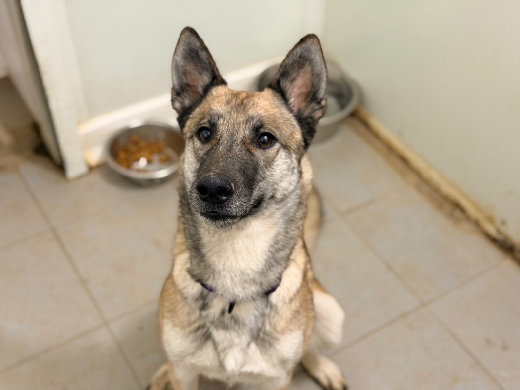 Ulysse - Chien à adopter - photo 6