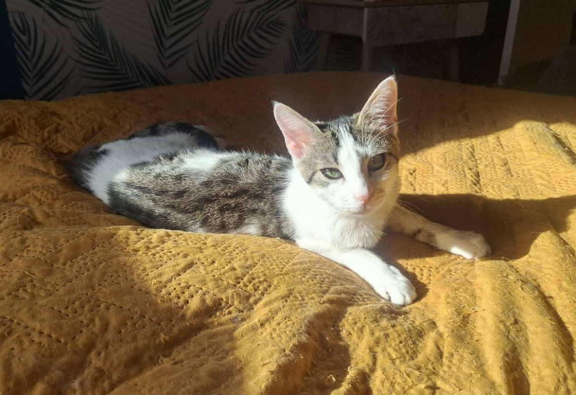 Photo #7 de HEIDI