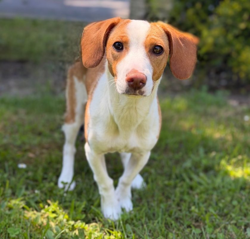 Nomy - Chien à adopter à Compiègne (60) - Animaux.fr