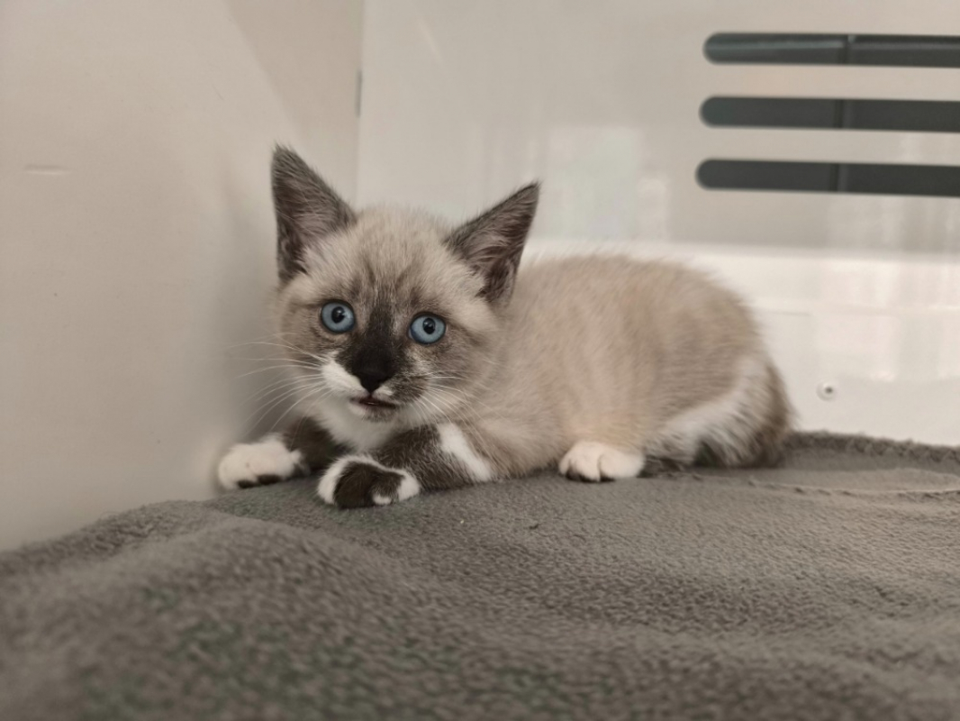Photo de Pimkie