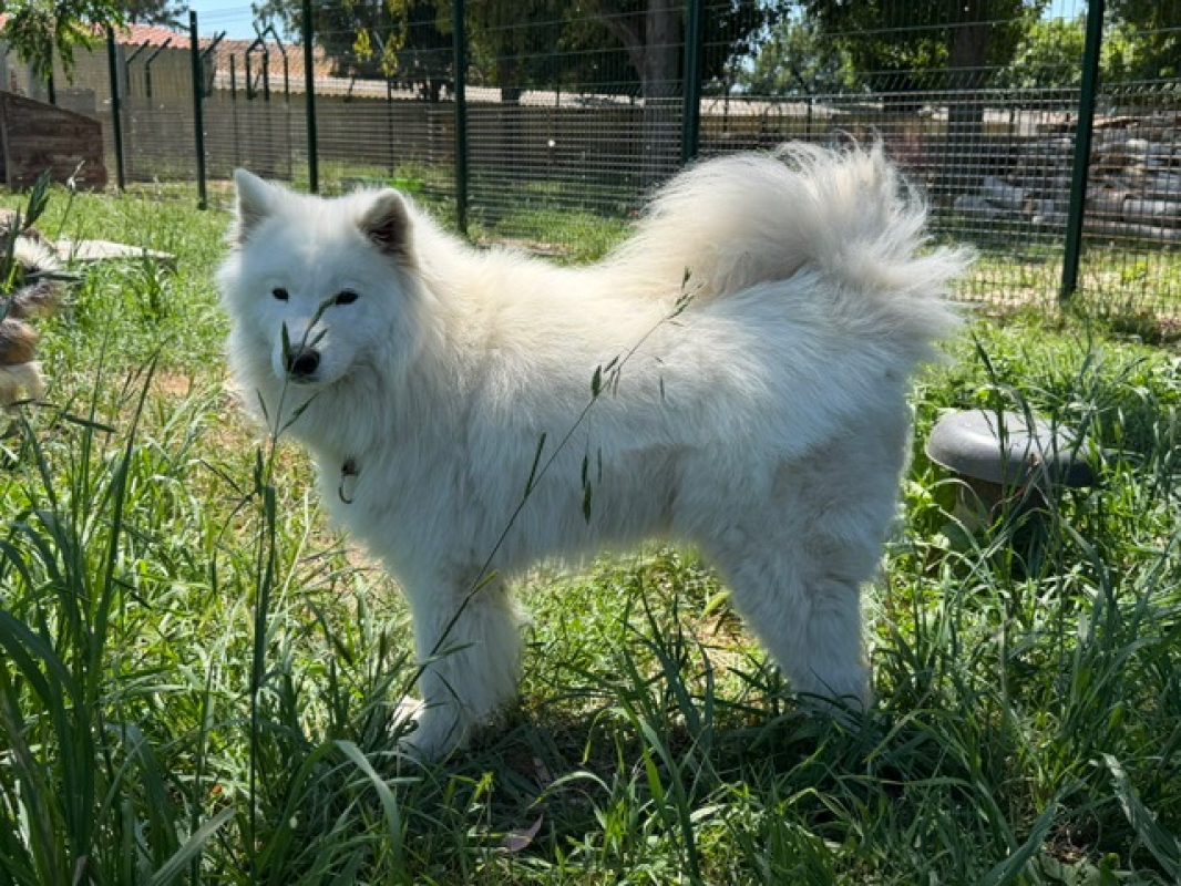 Photo #1 de Aska