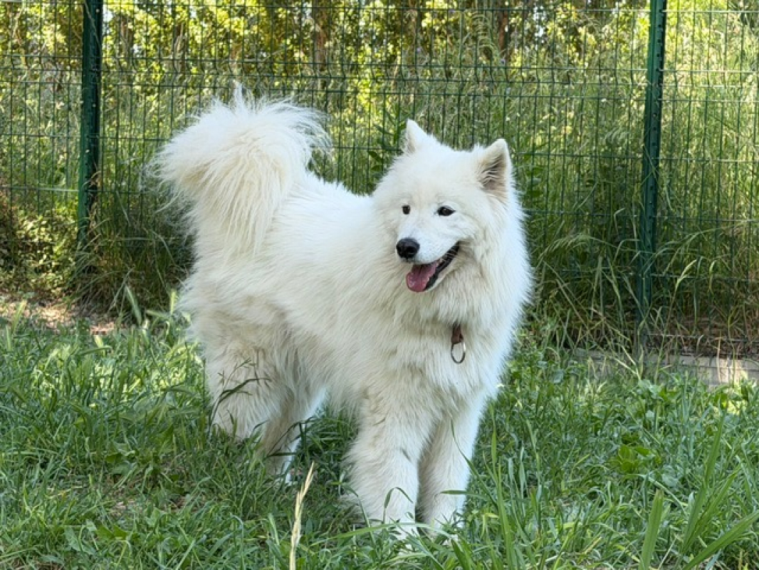 Photo #2 de Aska