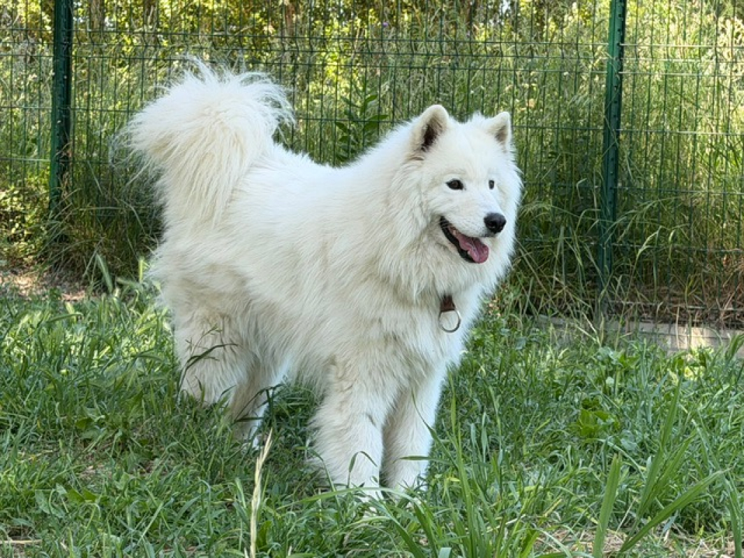 Photo #3 de Aska