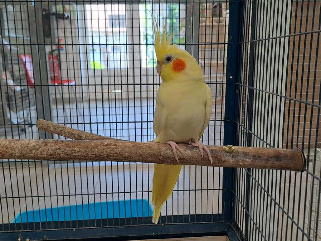 Photo de Pikachu