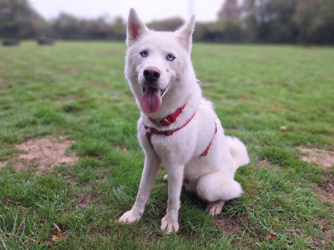 Photo #1 de Pongo storm