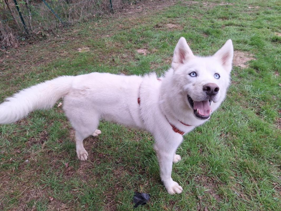 Photo #2 de Pongo storm