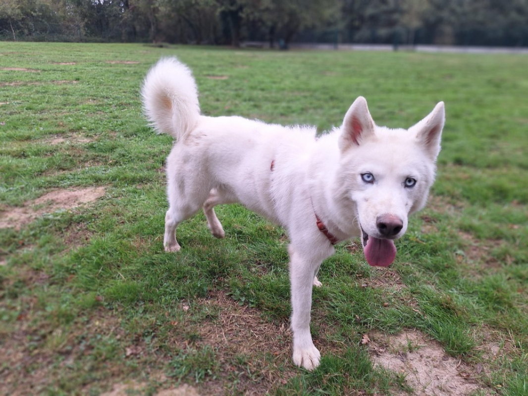 Photo #3 de Pongo storm