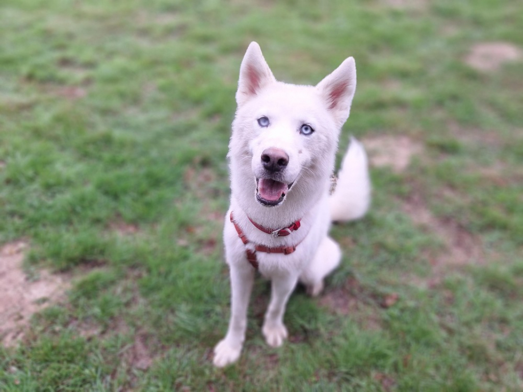 Photo #4 de Pongo storm