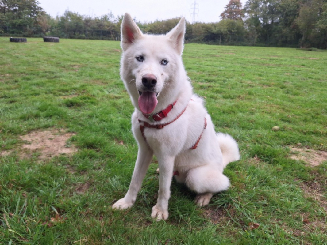 Photo #5 de Pongo storm