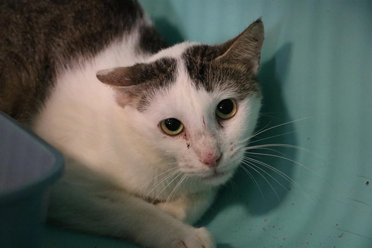 Tio - Chat Européen à adopter - photo 2