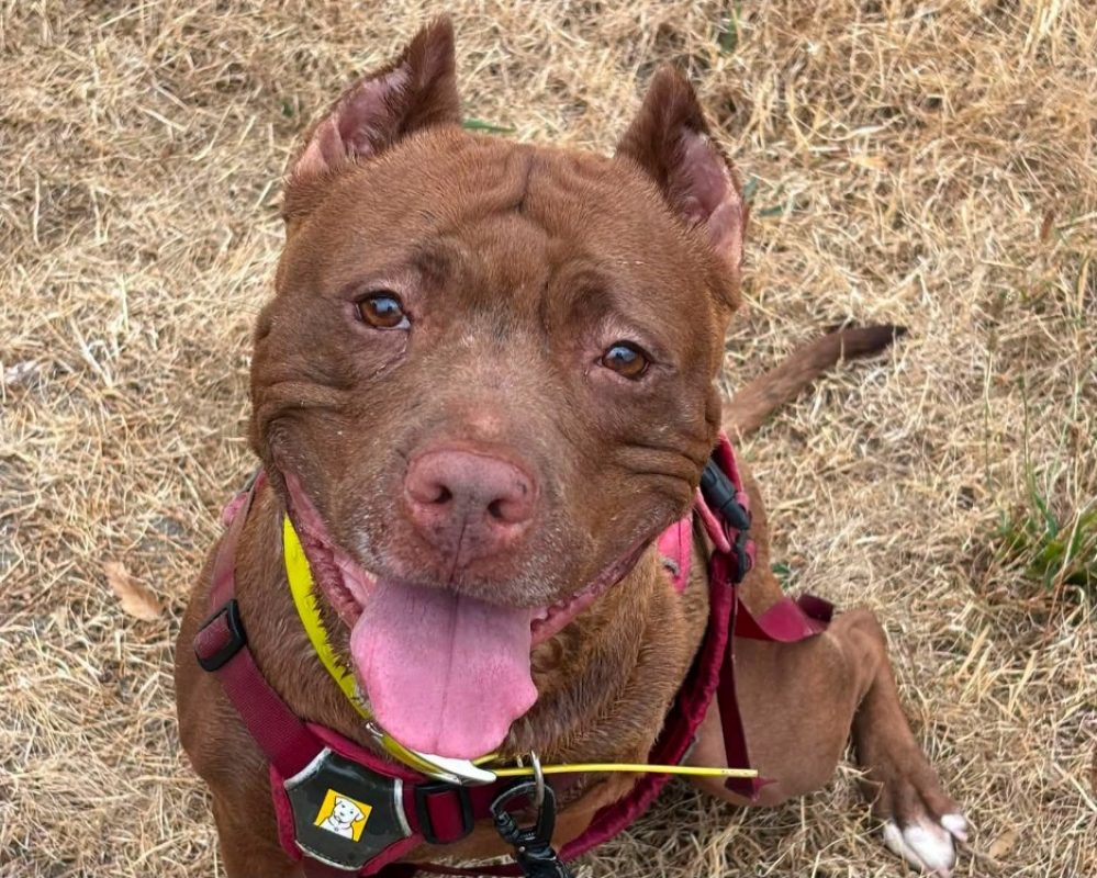 Zira - Chien Bouledogue Américain à adopter