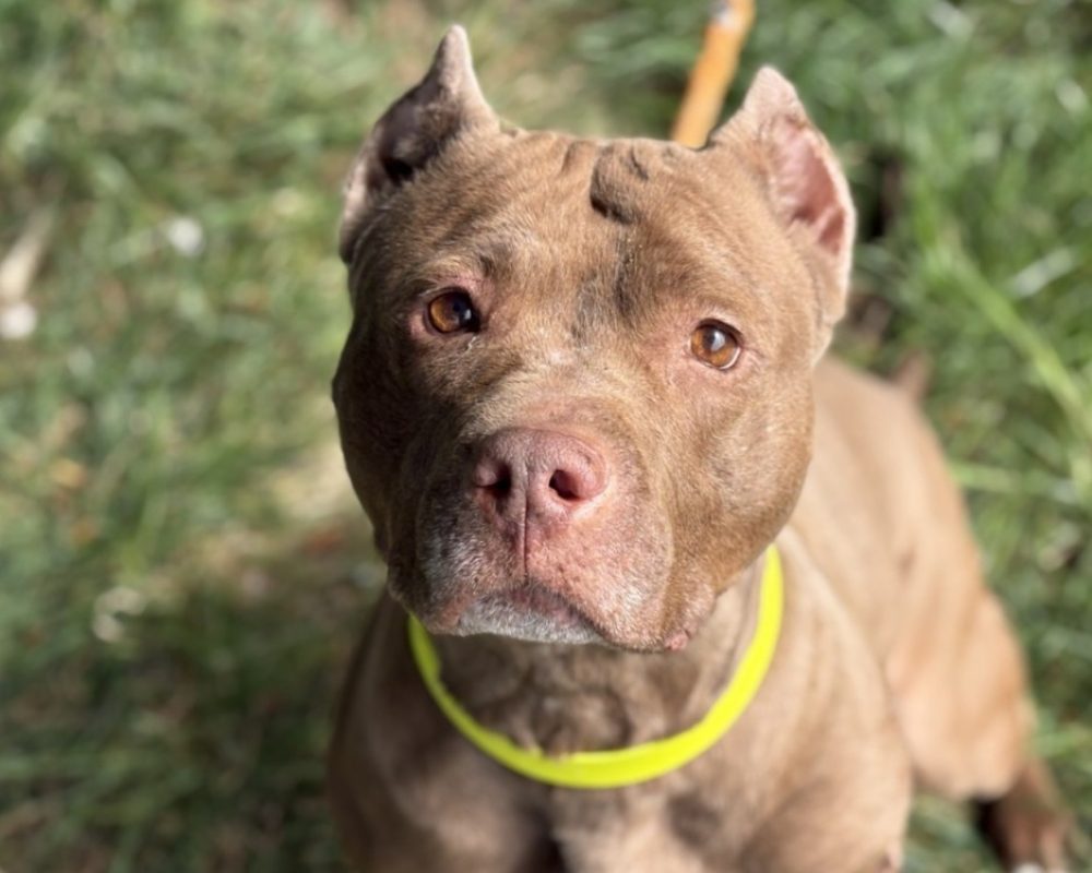 Zira - Chien Bouledogue Américain à adopter - photo 2