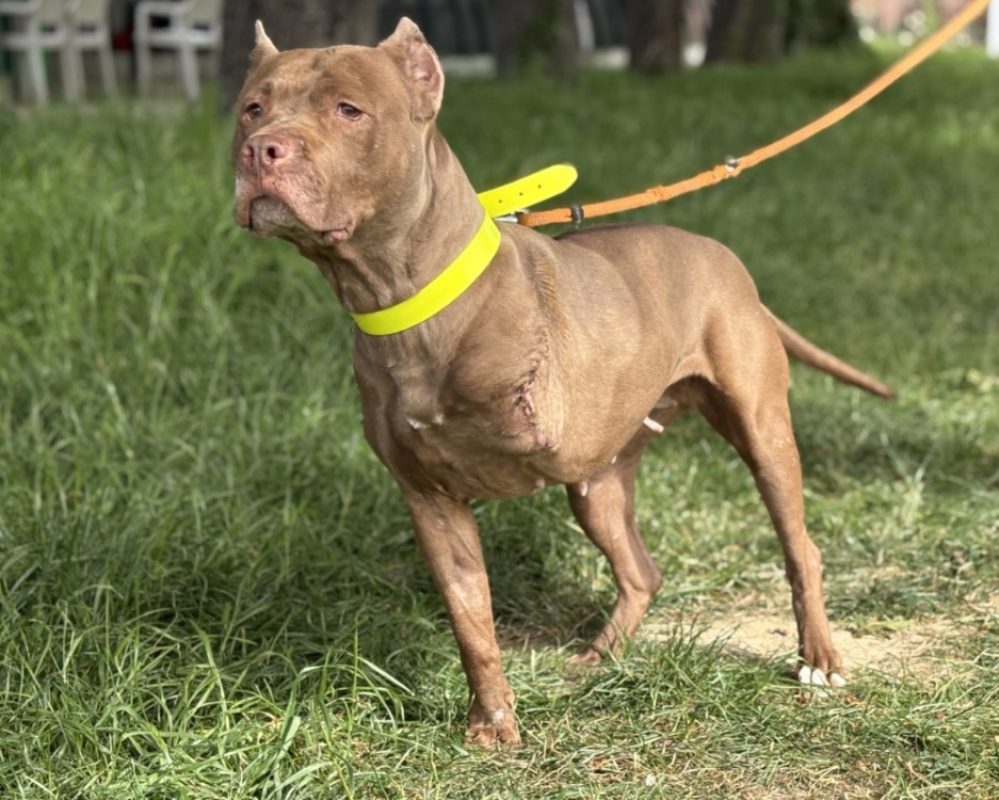 Zira - Chien Bouledogue Américain à adopter - photo 3