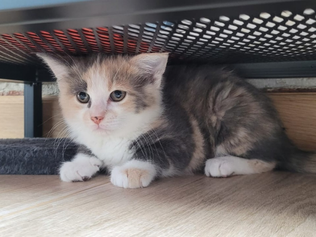 Photo de Bruma